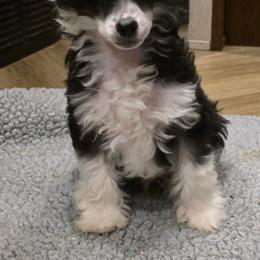 Klaus - Black and white male Chinese Crested puppy in Utah from Mlee puppies