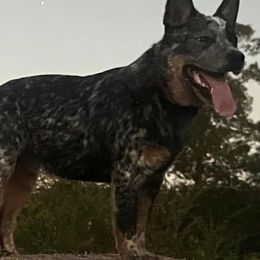 Australian Cattle Dog All Grown Up from McCalls Cattle Dogs