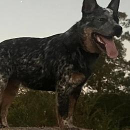 Australian Cattle Dog All Grown Up from McCalls Cattle Dogs