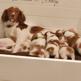 Brittany puppies from Township Line Dachshunds & Brittanys