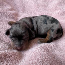 Black and tan Dapple Bonnie - Dapple female Dachshund puppy in South Willard, Utah from Doxies in the Sun