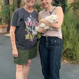 Bichon Frise Puppies from Blooming Bichons