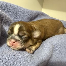 Boy 2 - Brindle and white male Shih Tzu puppy in Paintsville, Kentucky from Molly B's ShihTzus