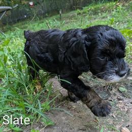 Slate - Black and white male Cockapoo puppy in Sunset, Louisiana from Cano Cockapoos
