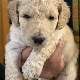 Earth - Cream male Poodle puppy in St. Johnsbury, Vermont from Poodles of the Northern Woods