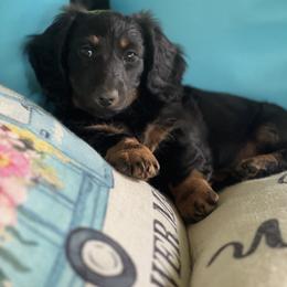Dachshund Puppies from Sissy’s Miniature Dachshunds