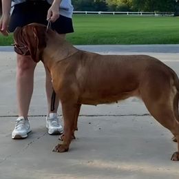 Phoebe - Dogue de Bordeaux