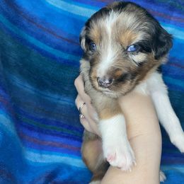 Australian Shepherd Puppies from NEK Aussies