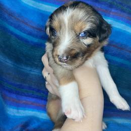 Australian Shepherd Puppies from NEK Aussies