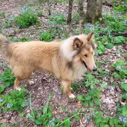 Collies from Posky Farm