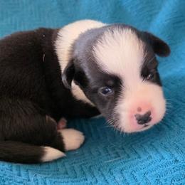 Storm - Black and white female Cardigan Welsh Corgi puppy in Larsen, Wisconsin from Pondside Kennels