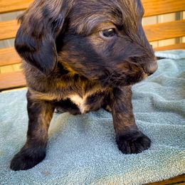 Bernedoodle and Siberian Husky Puppies from Timberline Paws