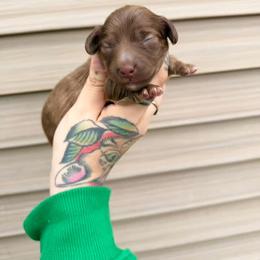 American Corgi and Dachshund Puppies from Werpstead Shorties