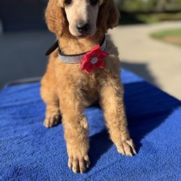 Purple collar girl - Red  female Poodle puppy in Riverside, California from Riverside red poodles