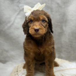 Robin - Phantom female Goldendoodle puppy in Williamson, New York from Lakeside Doodles