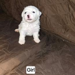 Pearl - White female Bichon Frise puppy in Altmar, Louisiana from Abbott Animals