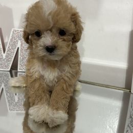 Dale - Brown male Shihpoo puppy in Boston, Massachusetts from London's puppies