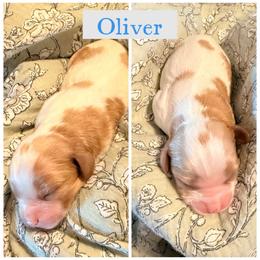 Oliver - Blenheim male Cavalier King Charles Spaniel puppy in Atwater, California from Countryside Royalty Cavaliers