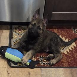 Ford - Sable male German Shepherd puppy in Cave City, Arkansas from Bayou Valley Shepherds and American Hunt Terriers