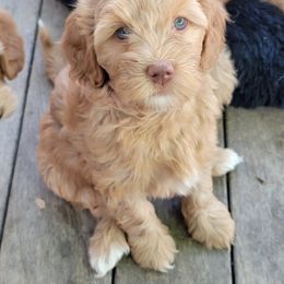 Australian Cobberdog Puppies from Heartland Hills Australian Cobberdogs