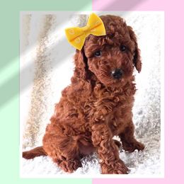 Cockapoo and Goldendoodle Puppies from Boutique Doodles