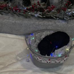 Lexus - Black female Goldendoodle puppy in Sanderson, Florida from Serenity Goldendoodles