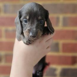 Princess Leia- AKC - Blue and tan female Dachshund puppy in Loganville, Georgia from Royal Dackel Haus