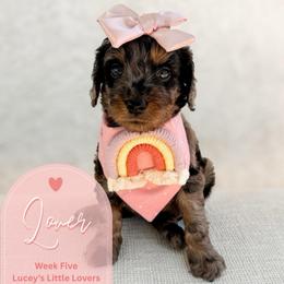 Lover - Merle female Goldendoodle puppy in California City, California from Summer Sun Doodles