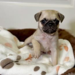Daisy - Fawn female Pug puppy in Shady Hills, Florida from Premium Pugs