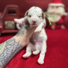 Marshmallow - Parti male Goldendoodle puppy in Roseburg, Oregon from Dbos Furry Friends