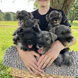 Miniature Schnauzer puppies from Faith Farm Miniature Schnauzers