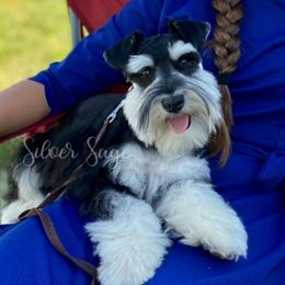 Cash - Miniature Schnauzer