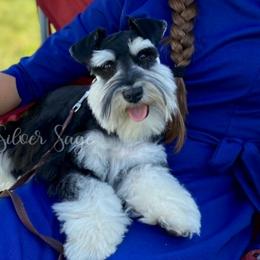 Cash - Miniature Schnauzer
