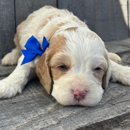 Cockapoo and Poodle Puppies from DoodleForever