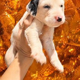 Amber - White and black female Dalmatian puppy in Bremen, Georgia from Clark’s Dalmatians
