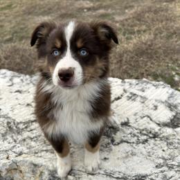 Tucker - Red tri male Miniature Australian Shepherd puppy in Godley, Texas from Nana and Paws Aussies