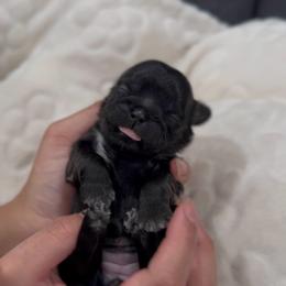 Caterpillar Crawl - Black female Shih Tzu puppy in Cedar Hill, Texas from Puppy Paper House