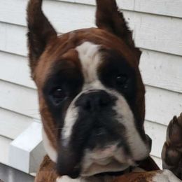 Roo - Boxer