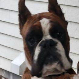 Roo - Boxer