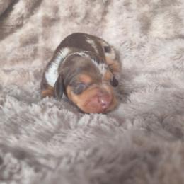Smores - Dapple male Dachshund puppy in Opelika, Alabama from Dachshund Darlins