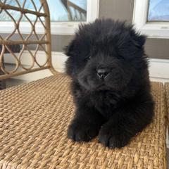 Green male - Black Chow Chow puppy in Minnesota from Yangs Chow Chows