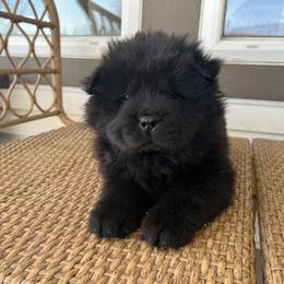Green male - Black Chow Chow puppy in Minnesota from Yangs Chow Chows