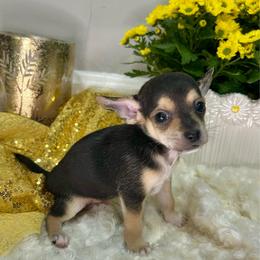 Templeton - Black and tan male Chihuahua puppy in Winston Salem, North Carolina from LaythStone