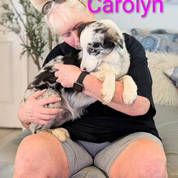 Sweet Carolyn - Blue merle female Miniature Australian Shepherd puppy in Florida from All Champions Mini Aussies & ABW Great Danes