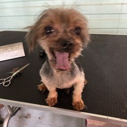 Shih Tzu puppies from Yorkie  And Shih Tzu Love