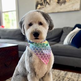 Zoe - Sheepadoodle