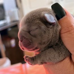 French Bulldog puppies from Painted Desert Frenchies