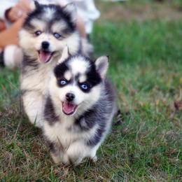 Pomsky, Rottweiler, Shetland Sheepdog, and Toy Shetland Sheepdog Puppies from Mountain High Kennels