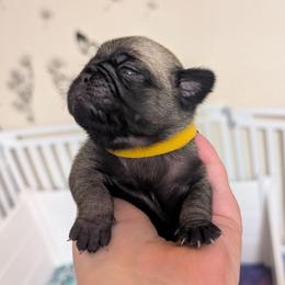 Fiona - Fawn female Pug puppy in Winter Haven, Florida from Lisa's Pugalicious Pugs