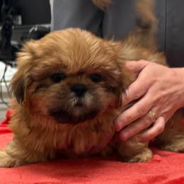 Poppy - Red male Shih Tzu puppy in Kamilche, Washington from Serendipity Shih tzu